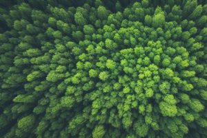 Green Earth