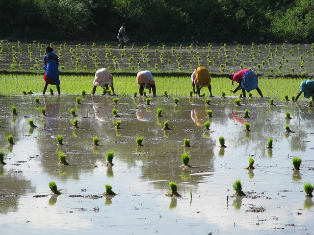 Indian Rice Farm