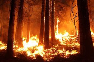 wildfire image new