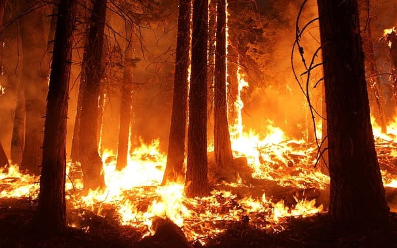 wildfire image new