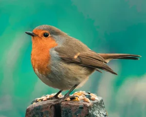 Help Robins After Summer Drought: Best Foods To Feed UK Birds Before Winter